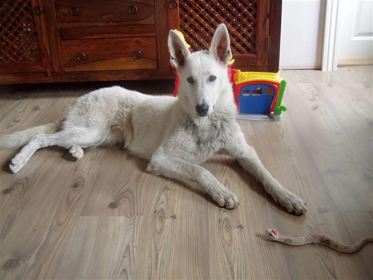 Hvid schæfer Mina billede 2