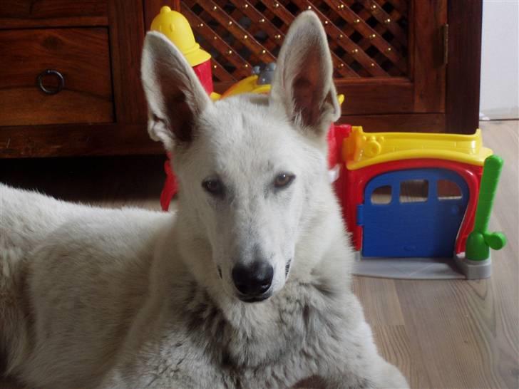 Hvid schæfer Mina billede 3