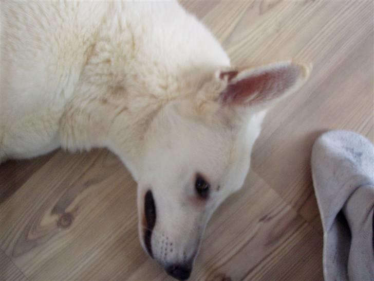 Hvid schæfer Mina billede 4