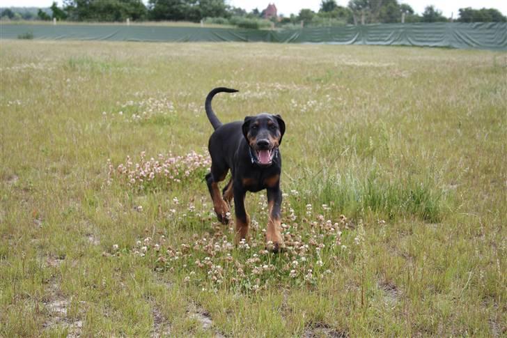 Dobermann Be-Barong Cujo billede 1
