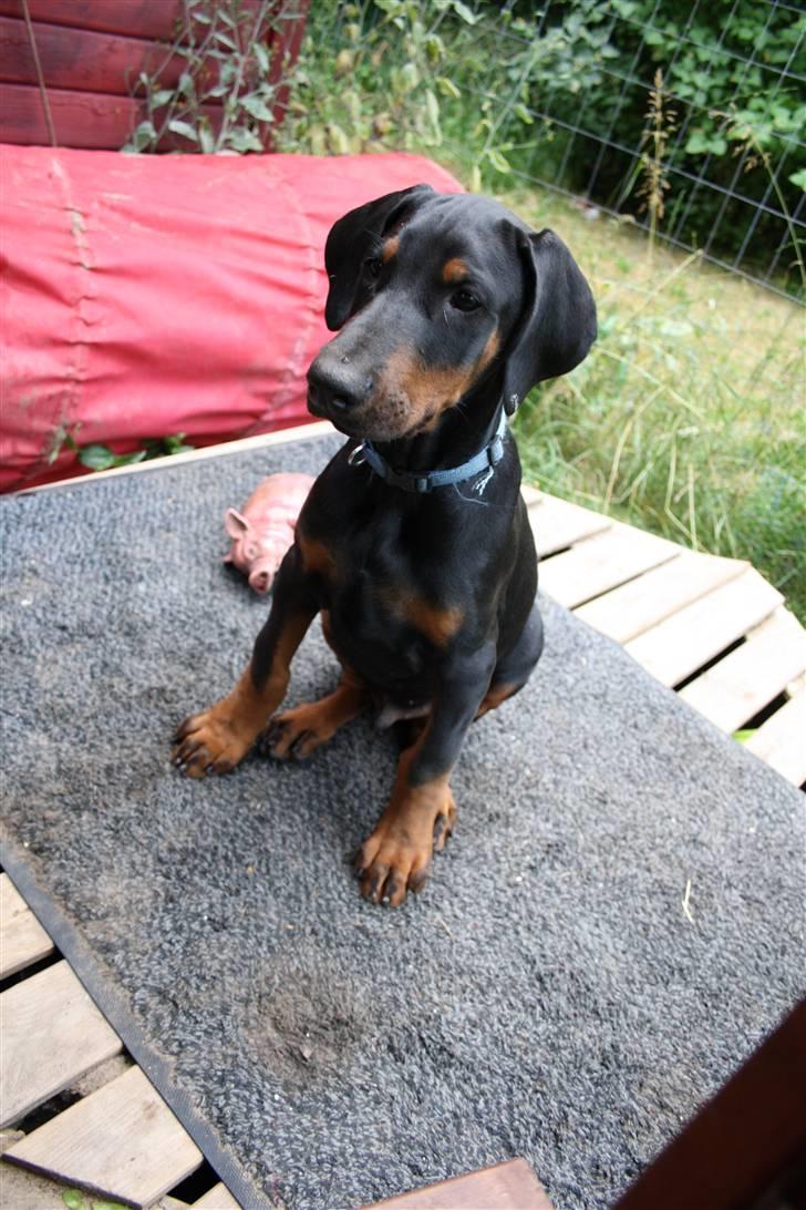 Dobermann Be-Barong Cujo billede 2