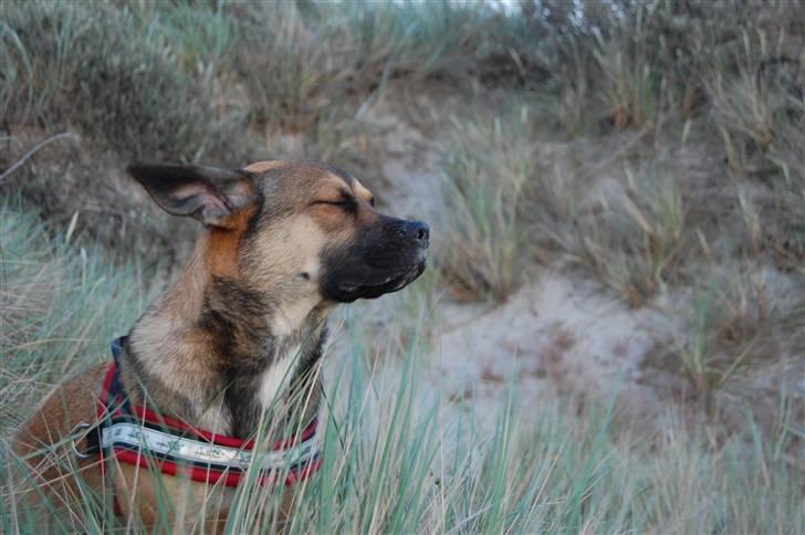 Blanding af racer Banditta-Aka-Karla Kanin (omplaceret) billede 20