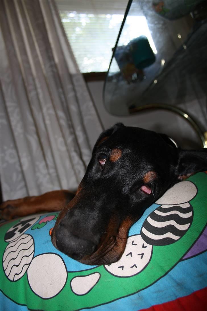Dobermann Be-Barong Cujo billede 4