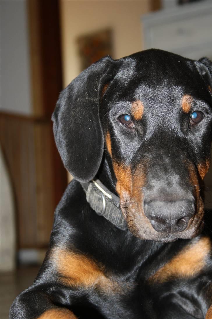 Dobermann Be-Barong Cujo billede 5