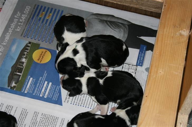 Cavalier king charles spaniel Funders First Bailey billede 5