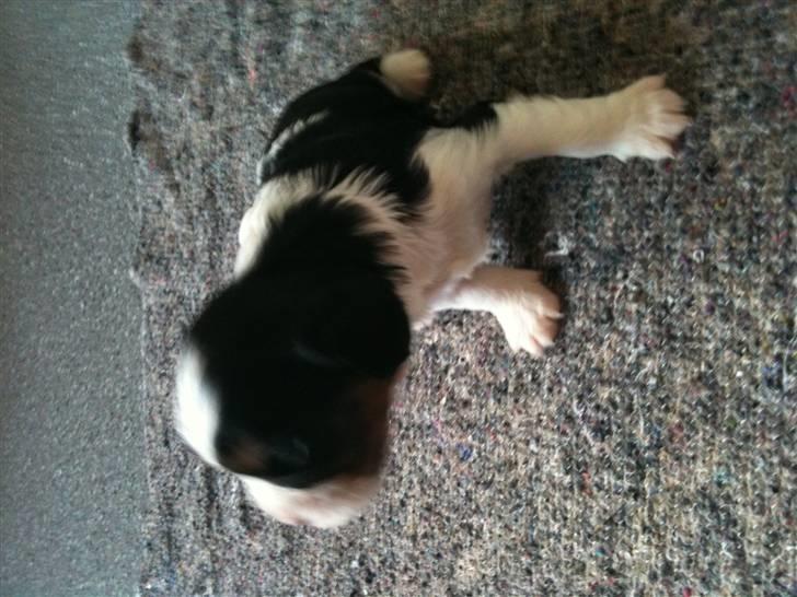 Cavalier king charles spaniel Funders First Bailey billede 6