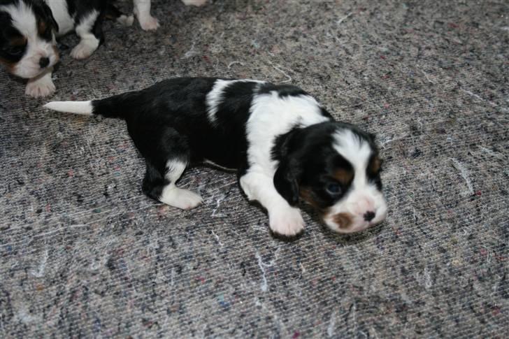 Cavalier king charles spaniel Funders First Bailey billede 7
