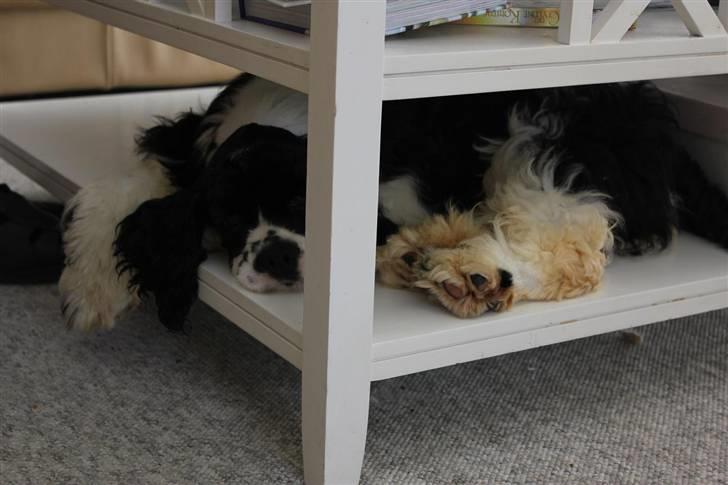 Amerikansk cocker spaniel Galaksi Tonight billede 6