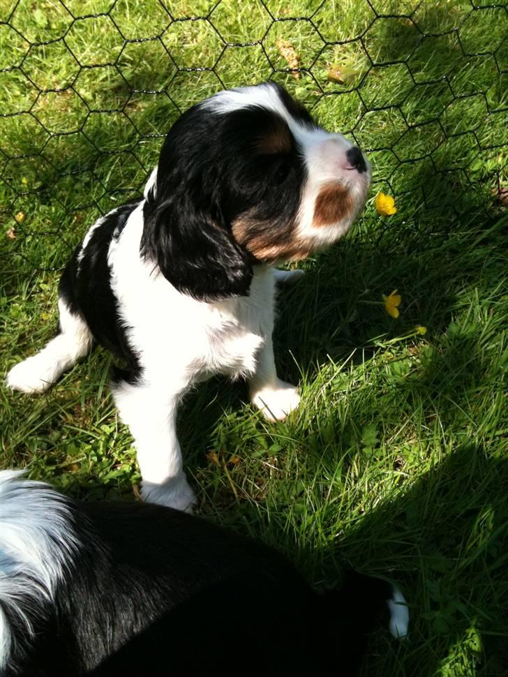 Cavalier king charles spaniel Funders First Bailey billede 9
