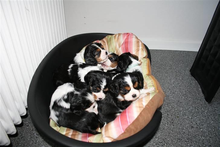 Cavalier king charles spaniel Funders First Bailey billede 11