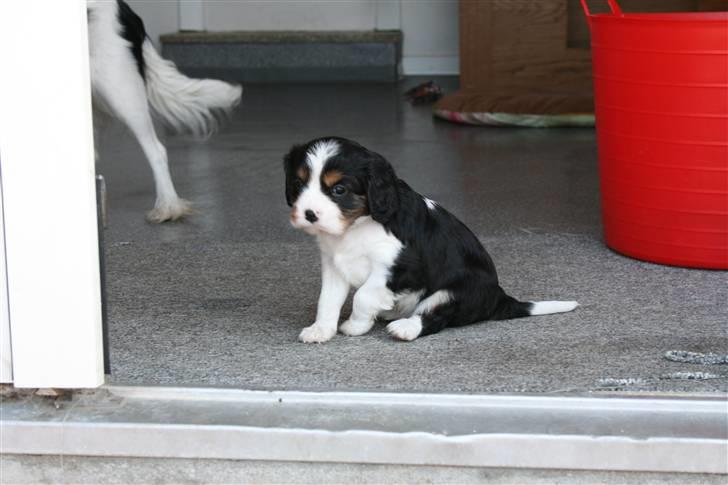 Cavalier king charles spaniel Funders First Bailey billede 12