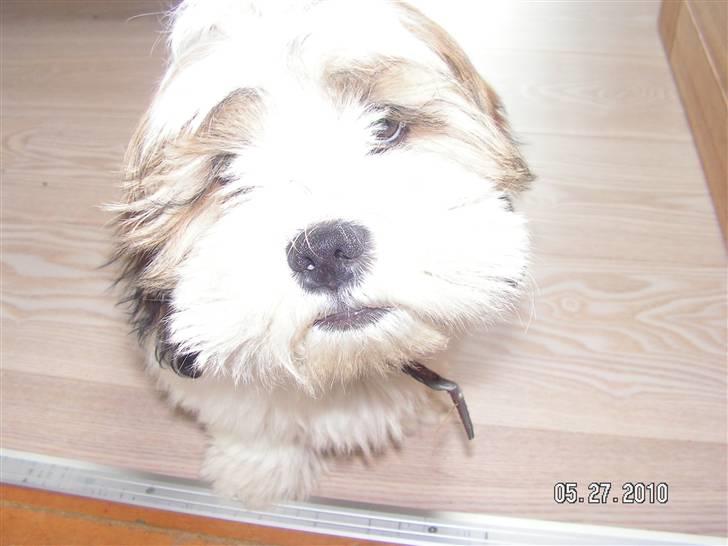 Blanding af racer Teddy - kigger op i kameraret billede 8