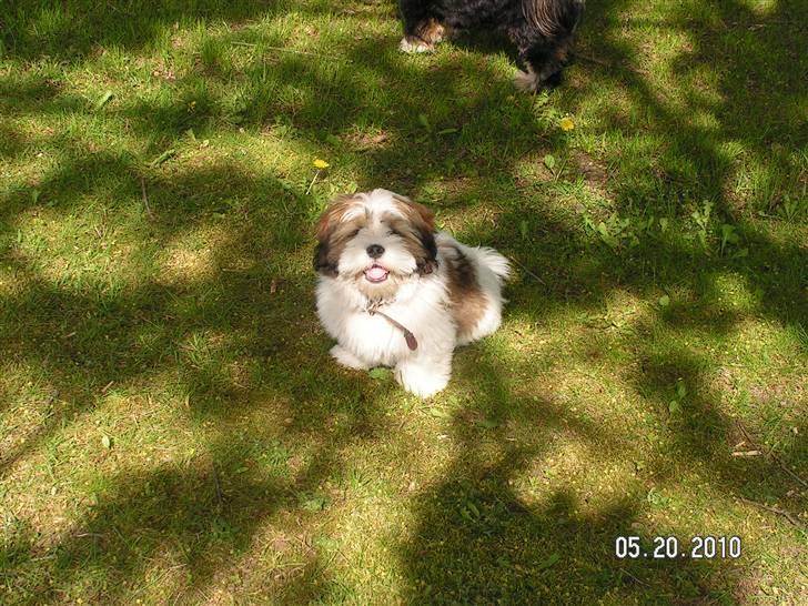 Blanding af racer Teddy - teddy i haven billede 9