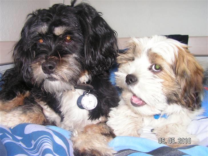 Blanding af racer Teddy - teddy snakker og snakker og snakker billede 10