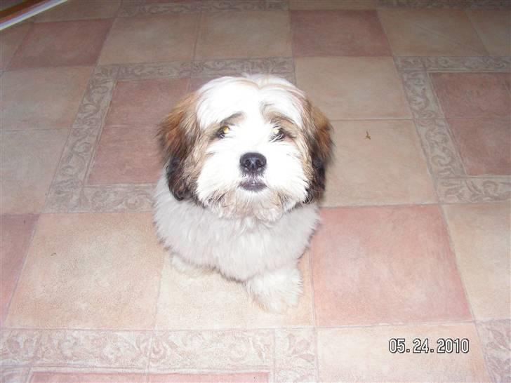 Blanding af racer Teddy billede 11