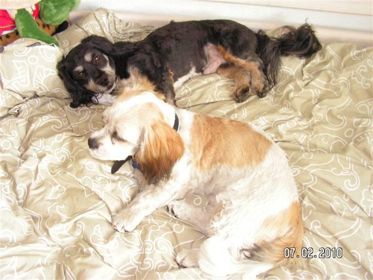 Blanding af racer Teddy - max og teddy er lige komet hjem fra frisøren og ligger og slapper af billede 12