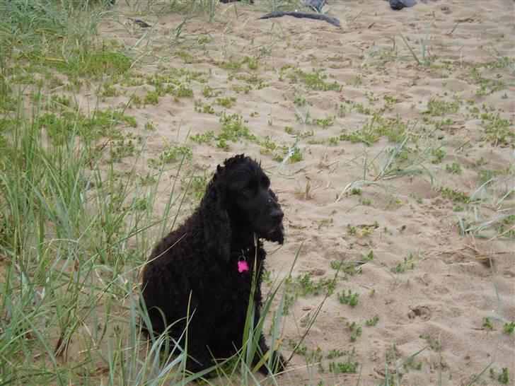 Cocker spaniel emil - sidste strandtur for en træt gammel hund billede 9