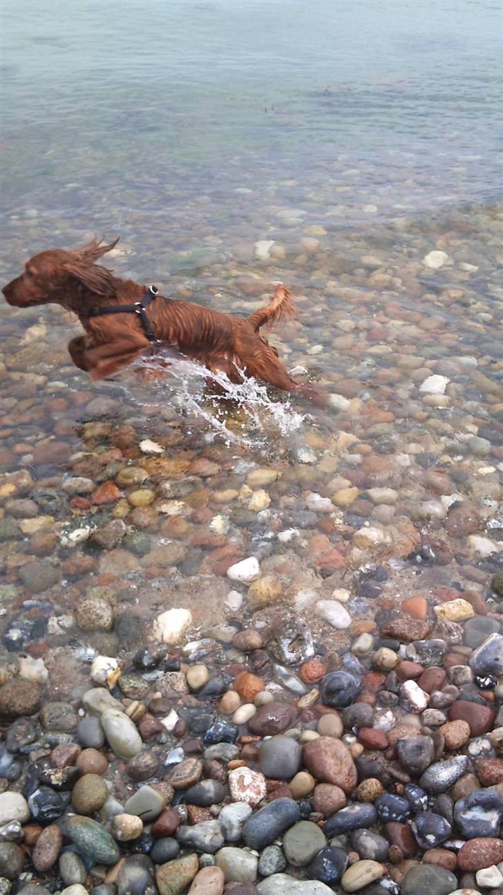 Cocker spaniel SMUT  - smut i vand som springer billede 8