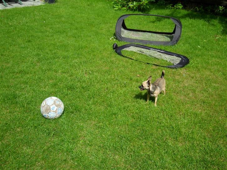 Chihuahua Slayer - Spark til den! billede 2