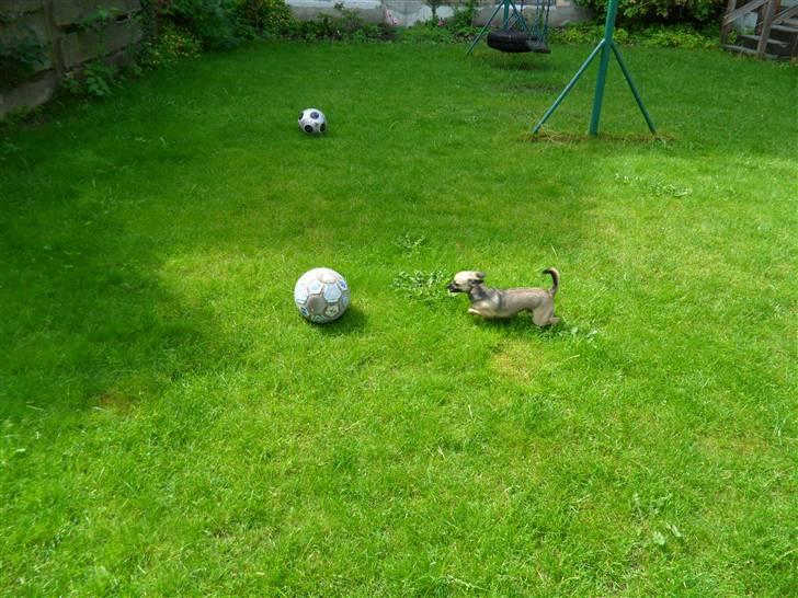 Chihuahua Slayer - Jeg fanger den billede 3