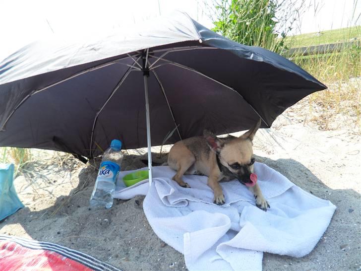 Chihuahua Slayer - Slaysen på stranden billede 4