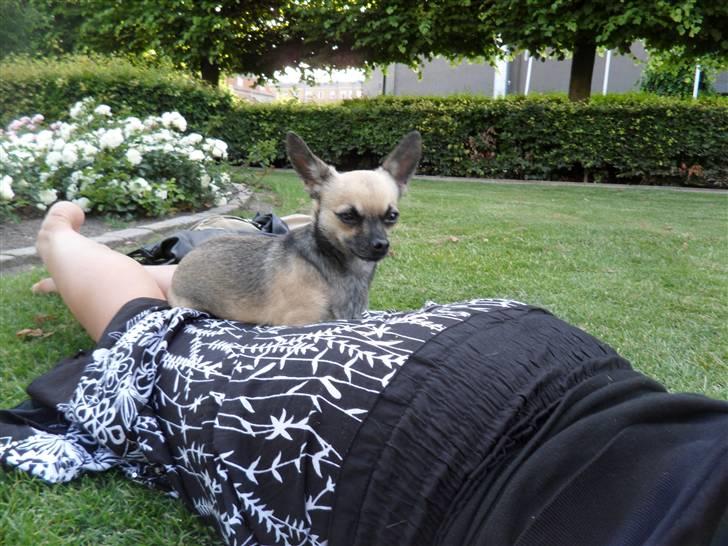 Chihuahua Slayer - Jeg ligger altid blødt billede 5