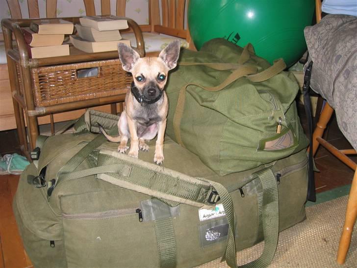 Chihuahua Slayer - Skal vi snart afsted? billede 6