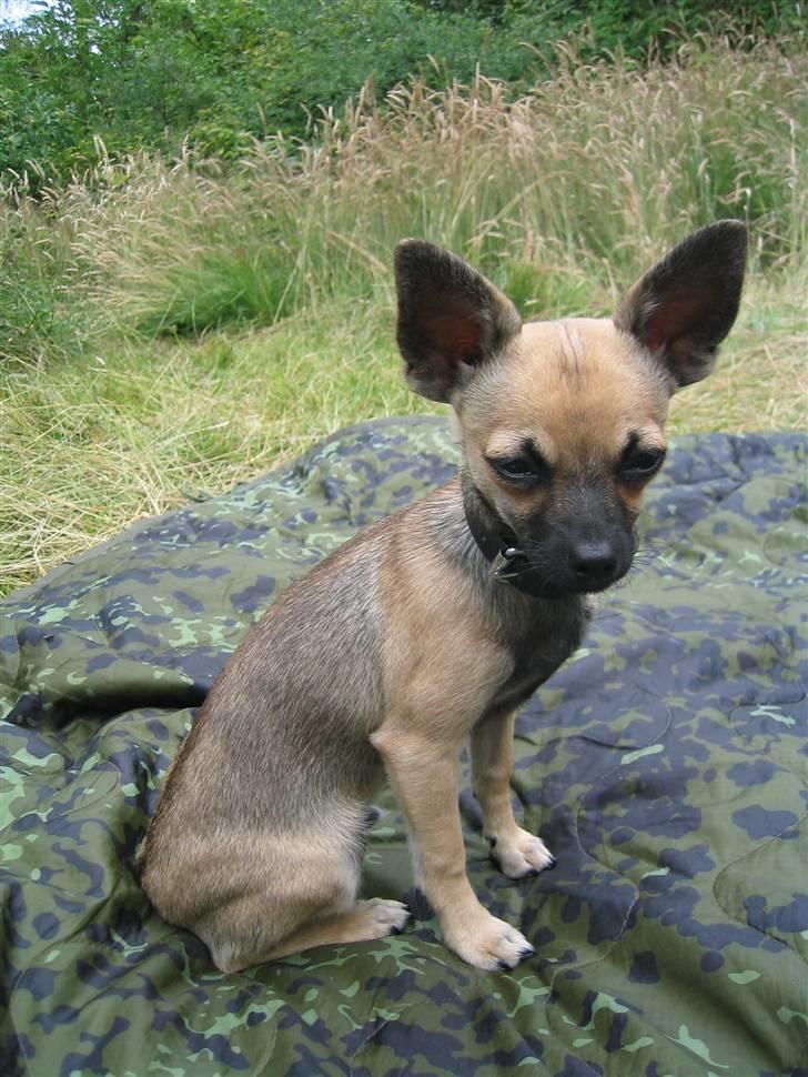 Chihuahua Slayer billede 7