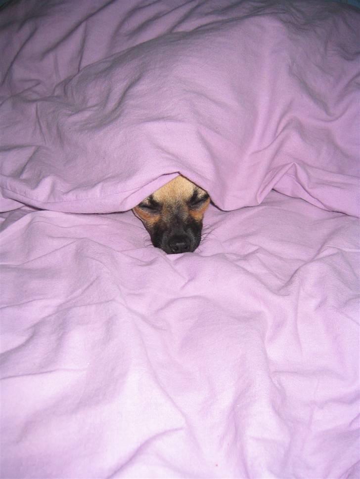 Chihuahua Slayer - Det bedste er at ligge blødt og lunt billede 8