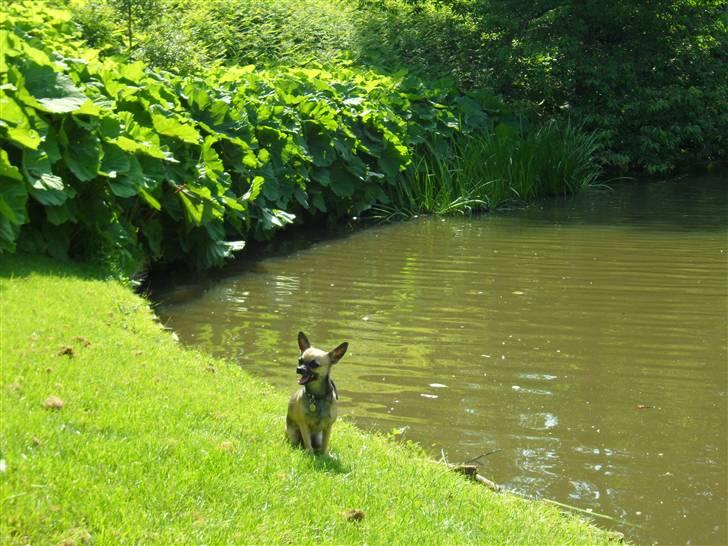 Chihuahua Slayer - Slayer i Frederiksberg have billede 9