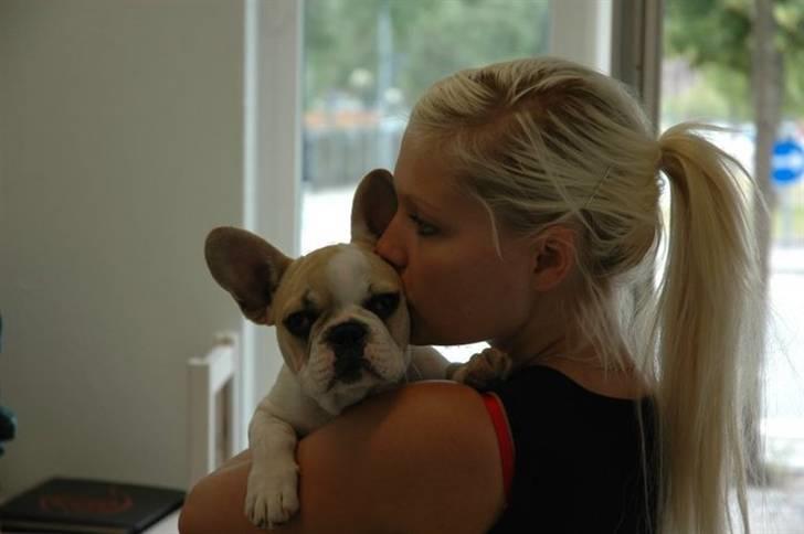 Fransk bulldog Pixie billede 1