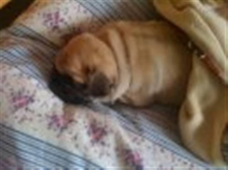 Mops Uffe billede 13