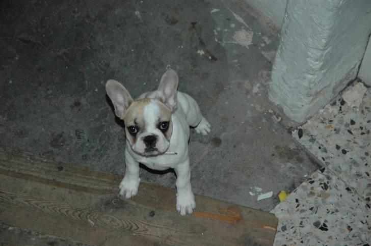 Fransk bulldog Pixie billede 2