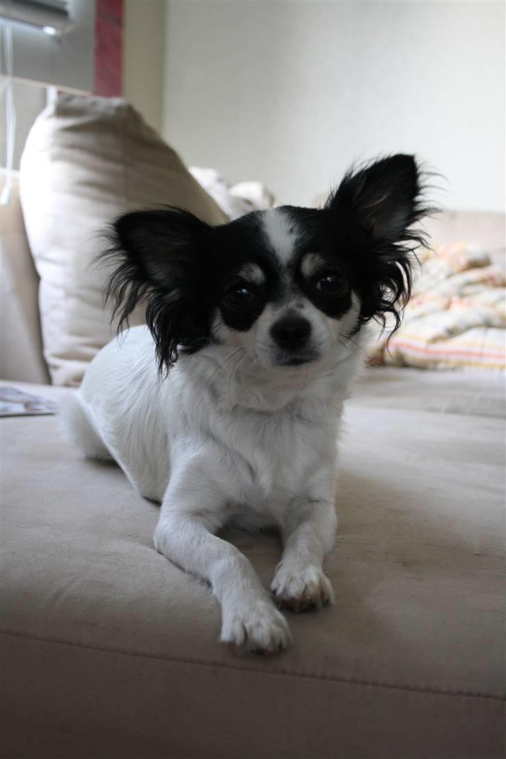 Chihuahua Sussi billede 1