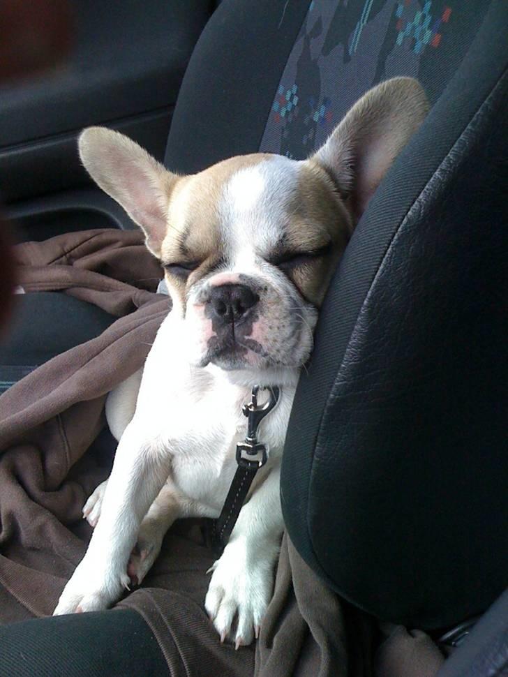 Fransk bulldog Pixie billede 3