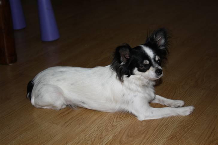 Chihuahua Sussi billede 2