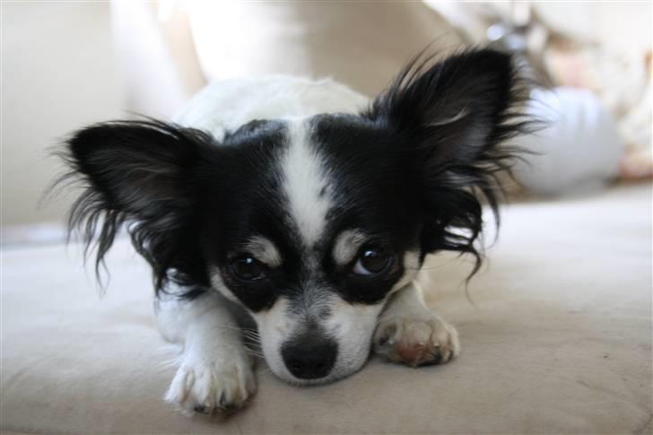 Chihuahua Sussi billede 3