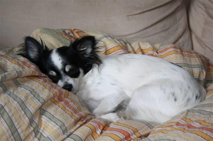 Chihuahua Sussi billede 4