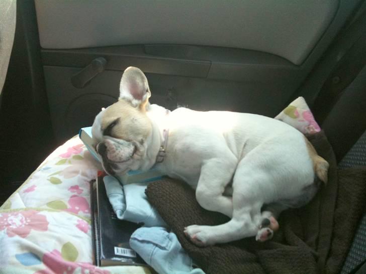 Fransk bulldog Pixie billede 4