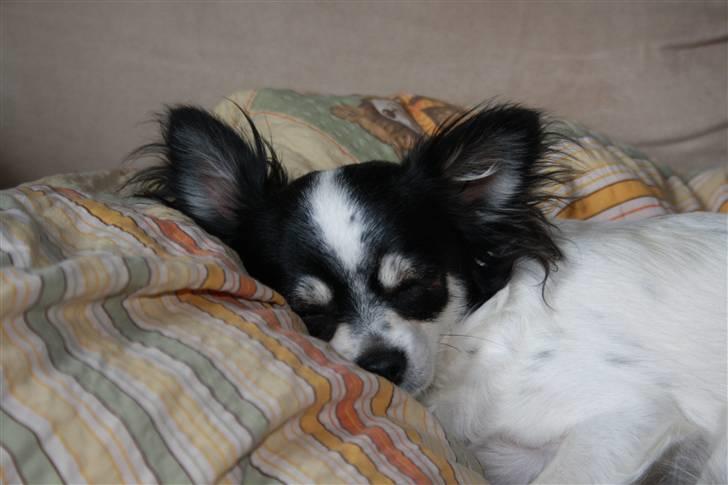 Chihuahua Sussi billede 5