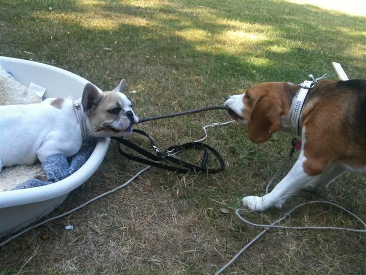 Fransk bulldog Pixie billede 5