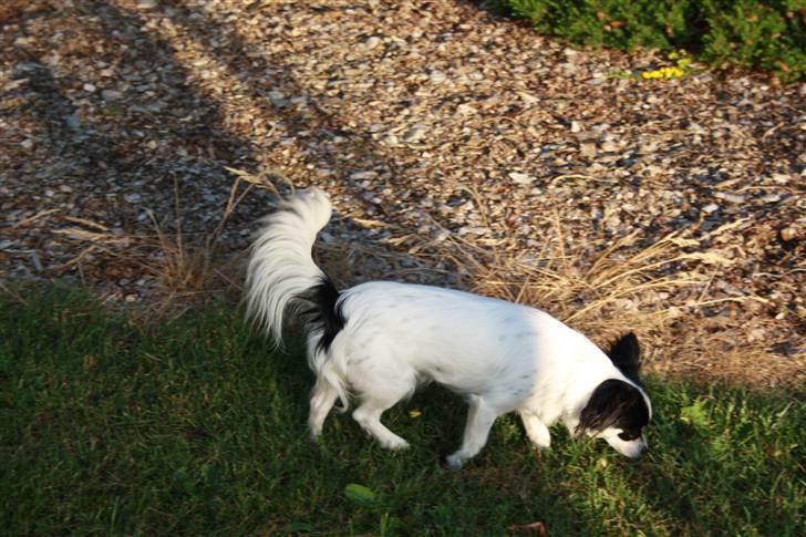 Chihuahua Sussi billede 6