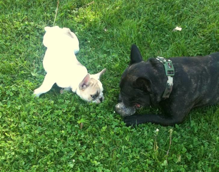 Fransk bulldog Pixie billede 6