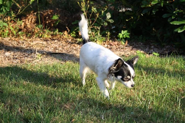 Chihuahua Sussi billede 7