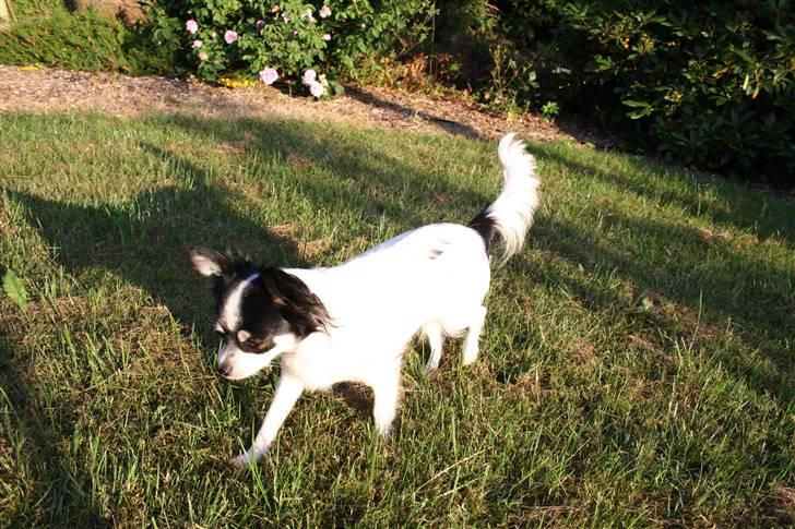 Chihuahua Sussi billede 8