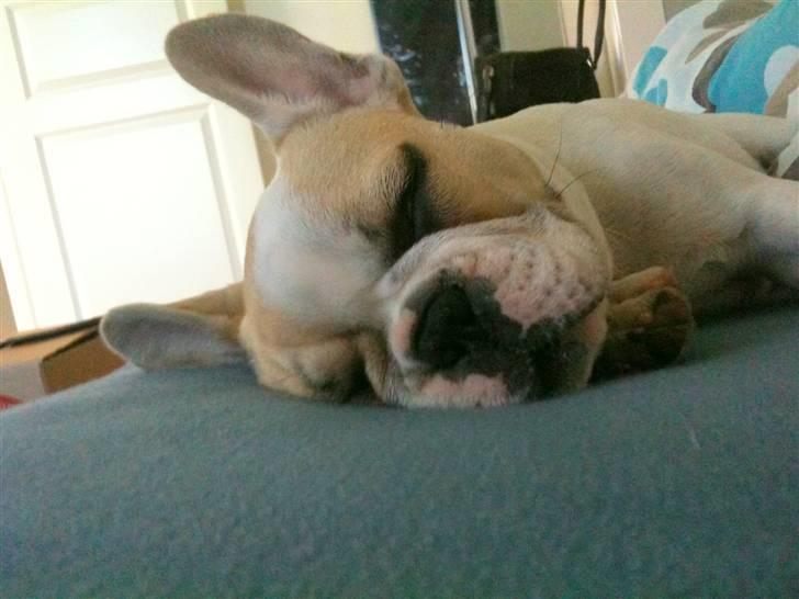 Fransk bulldog Pixie billede 7