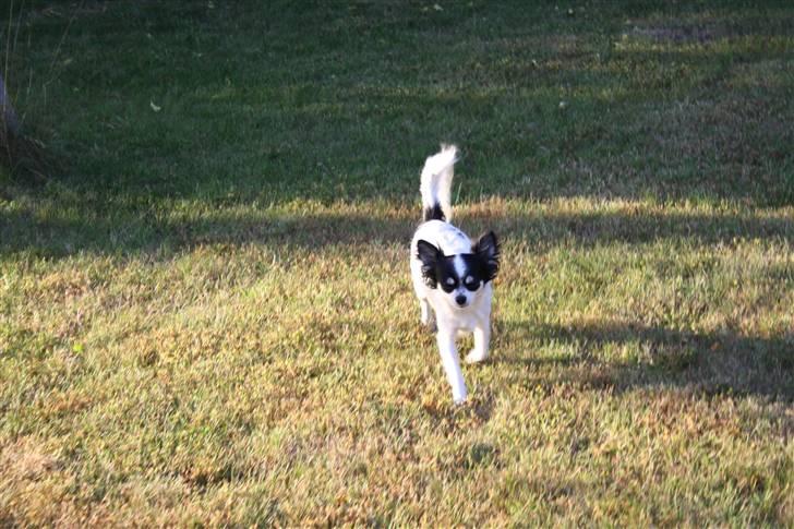 Chihuahua Sussi billede 9