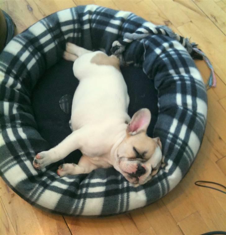 Fransk bulldog Pixie - Zzzz - det er hårdt at være en lille hvalp.. billede 8