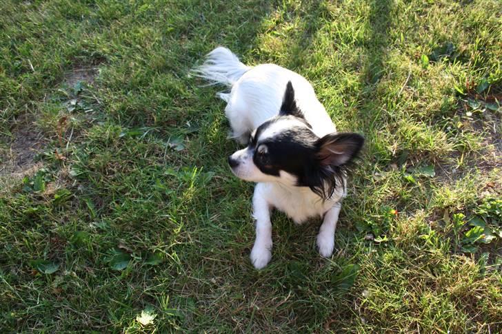 Chihuahua Sussi billede 10