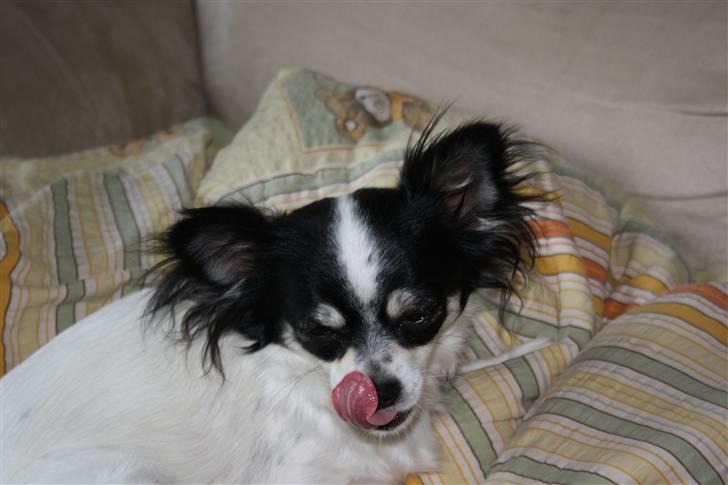 Chihuahua Sussi billede 11